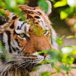 বিপন্ন প্রাণী কুইজ - কুইজার্ডস