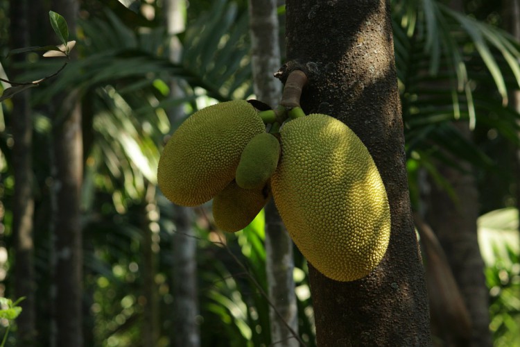 কাঁঠাল: ফল কুইজ - কুইজার্ডস