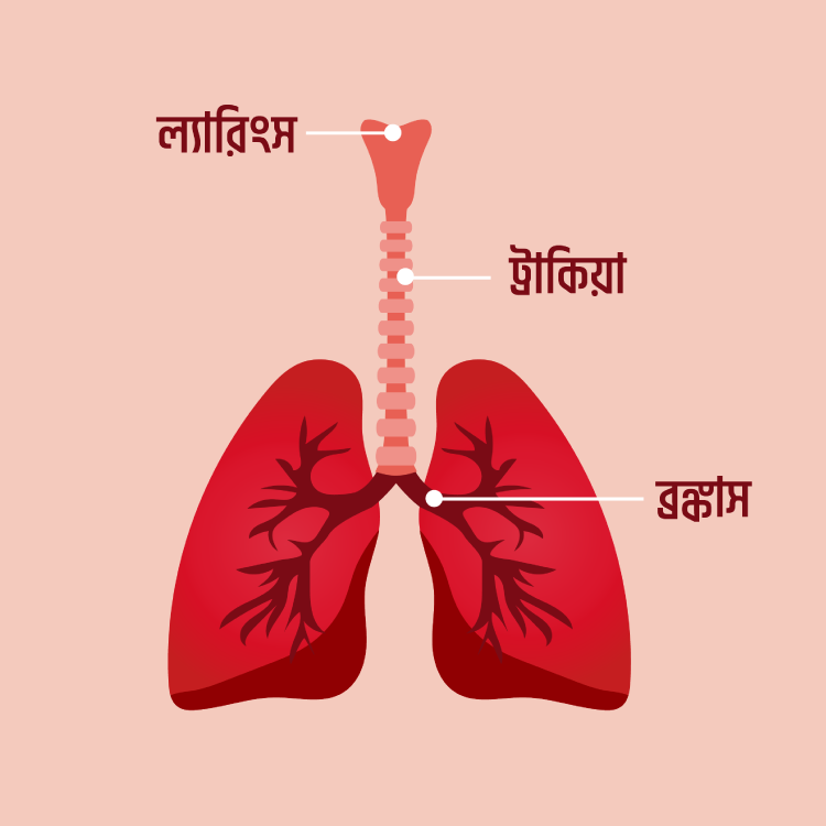 যে চারটি কারণে অ্যালকোহল যুক্ত বাষ্পের ভাপ নেবেন না: কারণ ১ - কুইজার্ডস (Quizards)